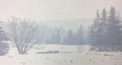 The Call Of The Wild - 2011 Dan McCarthy Poster Art Print