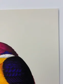 Fat Bird - 2020 Mike Mitchell Poster Rufous-Backed Dwarf Kingfisher 1st -Art Poster Store image 08e6c6bf 6137 498f 97b7 607b2e467e63