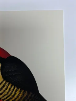 Fat Bird - 2020 Mike Mitchell Poster Yellow Fronted Woodpecker AP -Art Poster Store image 6f3e965e fc19 4efa 9169 26c142fe8466