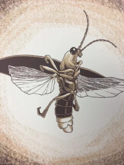 Common Firefly (Photinus Pyralis) - 2015 Justin Santora Poster Art Print
