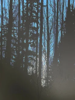 A Night In The Forest - 2010 Dan McCarthy Poster Art Print