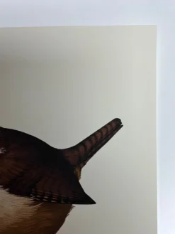 Fat Bird - 2019 Mike Mitchell Poster Carolina Wren Variant -Art Poster Store image d06f05de 8a03 4443 9d70 2aa125365933