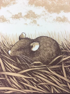 Brown Rat (Rattus Norvegicus) - 2015 Justin Santora Poster Art Print