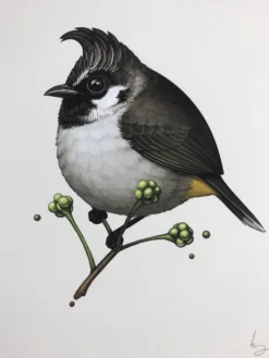 Fat Bird - 2017 Mike Mitchell Poster Himalayan Bulbul